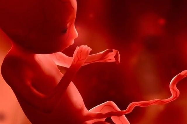 Toxic air pollutants found in lungs brains of unborn babies
