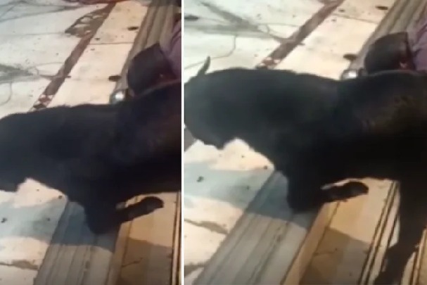 Watch: Goat kneels down, prays to Lord Shiva during aarti at a temple in Kanpur