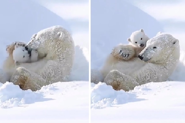 Baby polar bear enjoying with mother in ice