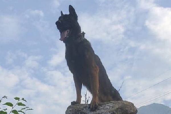 Army dog Zoom dies of injuries 