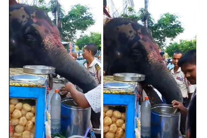 Elephant enjoying pani puri