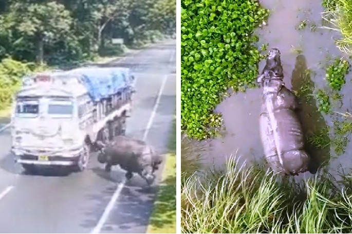 The Rhino is safe who hits truck in assam