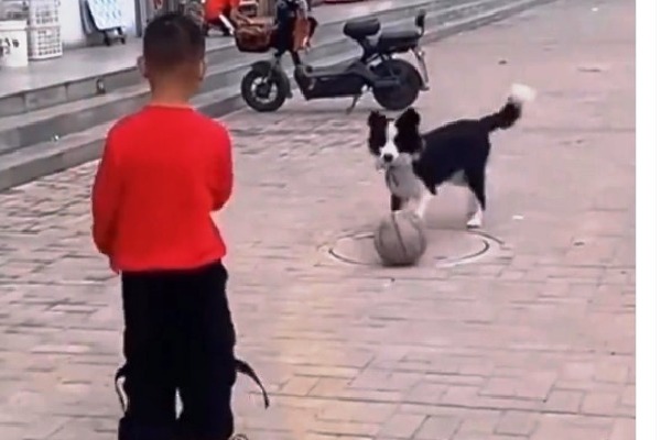Kid play football with dog viral video