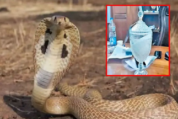 Smuggled Snake Venom Worth Rs 30 Cr Seized In West Bengals Darjeeling District
