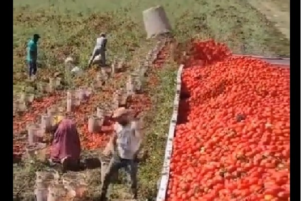 Man unusual way of loading tomatoes in a vehicle wows people Watch viral video