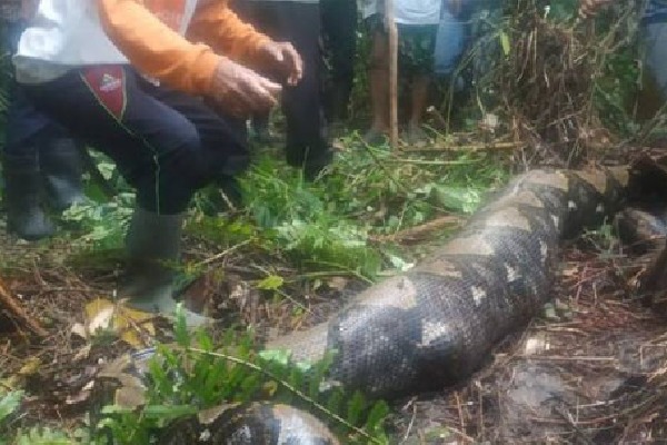54 Year Old woman In Indonesia Reportedly Eaten Alive By 22 Foot Python