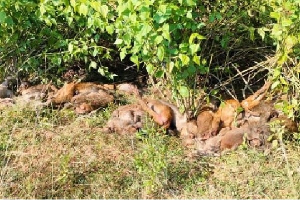 40 monkeys poisoned to death in Andhra Pradesh Srikakulam probe underway