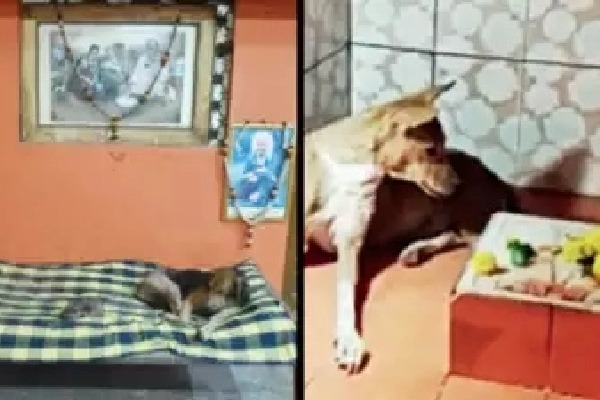 A pawfect home for Nagpur stray dogs Kutte Waale Baba Ka Ashram