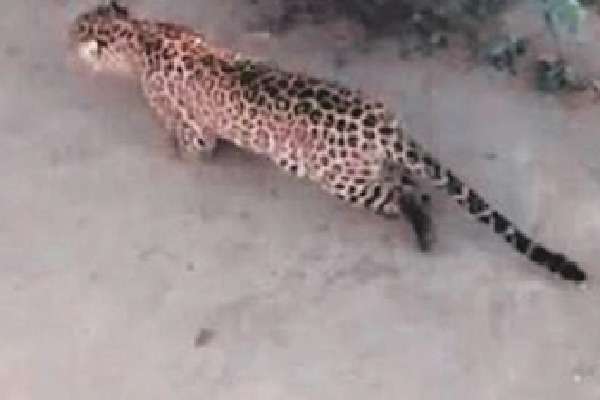 Karnataka: Leopard that injured three people, caught