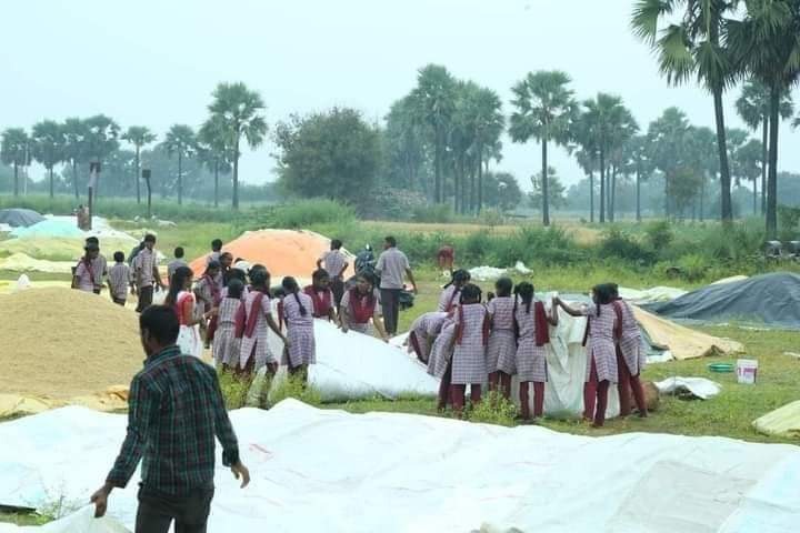 Students saves paddy from rain