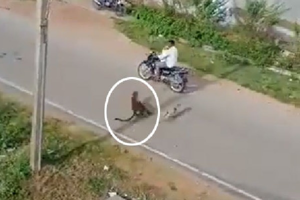 Leopard attacked two men in mysore