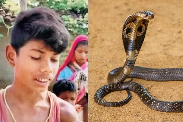 Cobra bites 8 year old Chhattisgarh boy he bites it back twice snake dies
