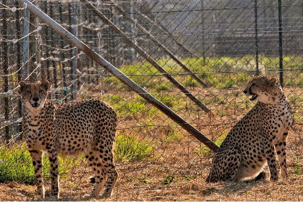 Cheetahs brought from Namibia started hunting