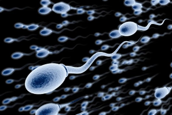 Sperm counts are decreasing study finds What might it mean for fertility