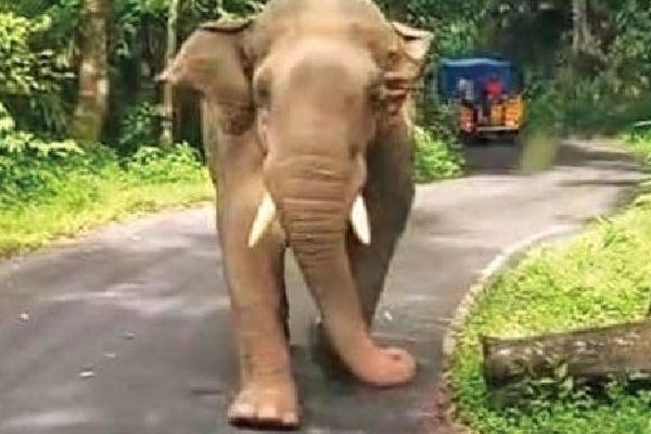 Private bus in Kerala gets chased by wild elephant and driver covers 8 km in reverse 
