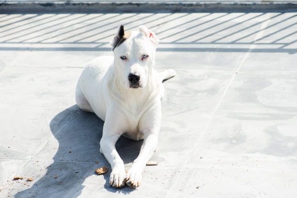 Eleven dog breeds bans in Gurugram