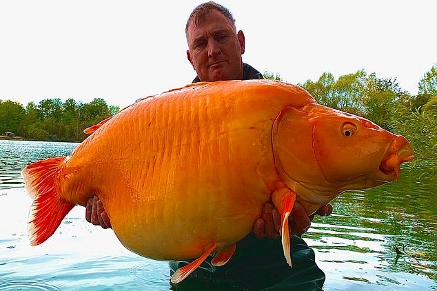British angler catches massive 30 kg goldfish netizens are stunned