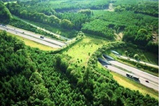 Telanganas first overpass eco bridge for wild animals coming up on NH 63