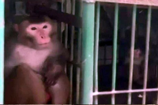 Officials in Uttar Pradesh have sentenced a monkey to life imprisonment