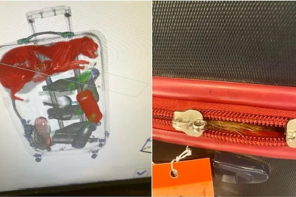 New York airport security finds cat in passengers suitcase