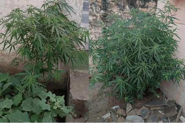 Police Busted ganja cultivation in a home garden at markapur prakasam district