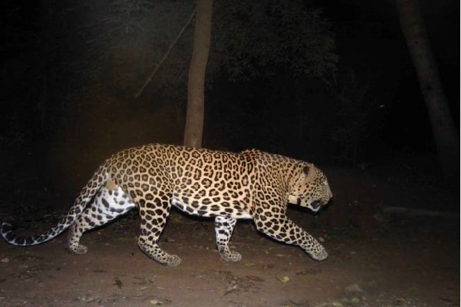 Leopard spotted at Bengaluru suburb 