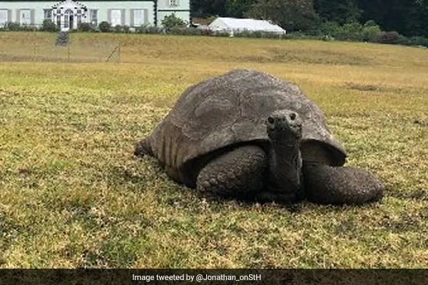 Worlds Oldest Tortoise Jonathan Turns 190