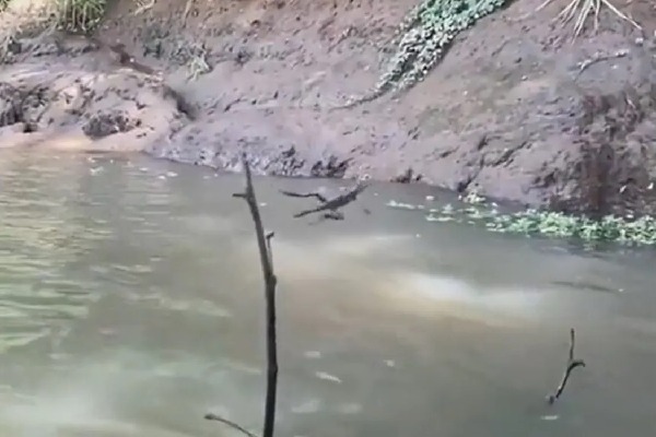 Viral Video Shows Reptile Walking On Water
