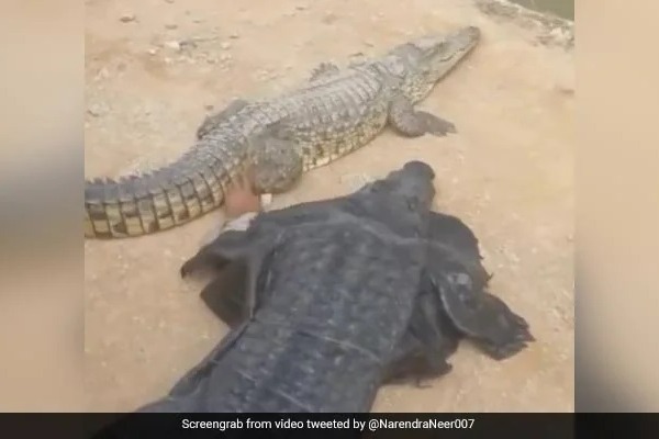Man Wears Crocodile Costume And Teases Reptile Internet Shocked