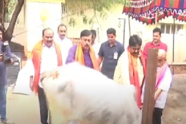 Cow hits GVL Narasimha Rao with back leg