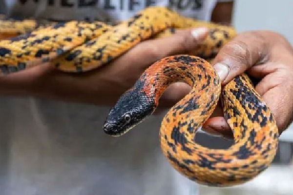 Snake found on Air India Express flight after landing at Dubai