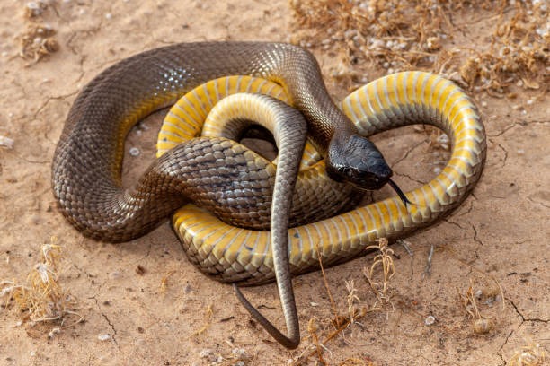 Inland Taipan termed as most venomous snake in the world