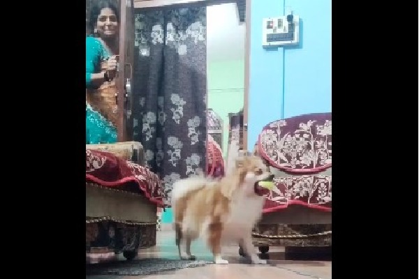 Woman plays hide and seek with dog in adorable viral video Harsh Goenka loves it