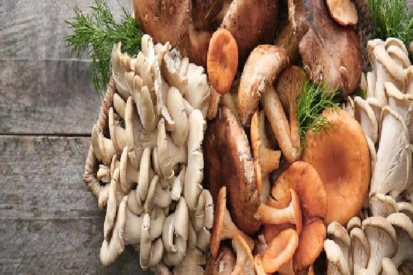 Health Benefits with Eating Mushrooms