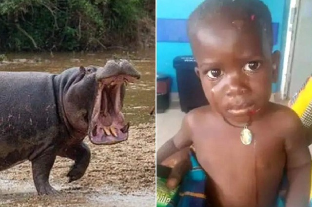 Hippo swallows 2 year old boy in Uganda spits him out alive