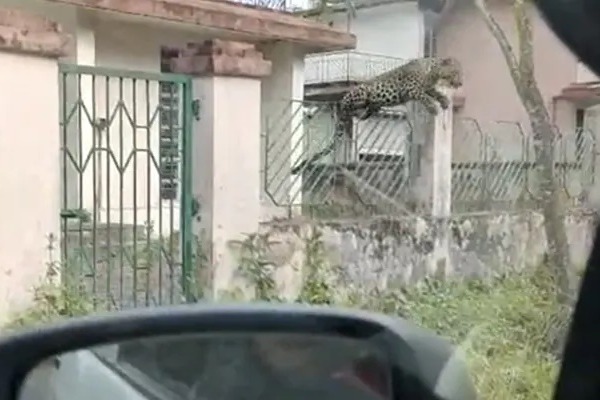Leopard Leaps Over Fence and Attacks Car