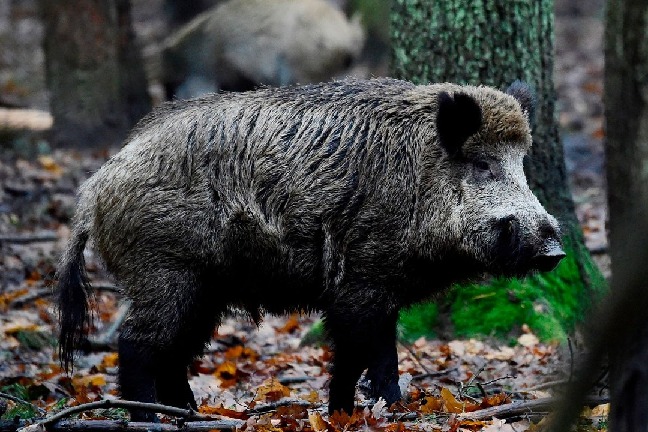 Wild boars die in large numbers in TN, swine flu suspected