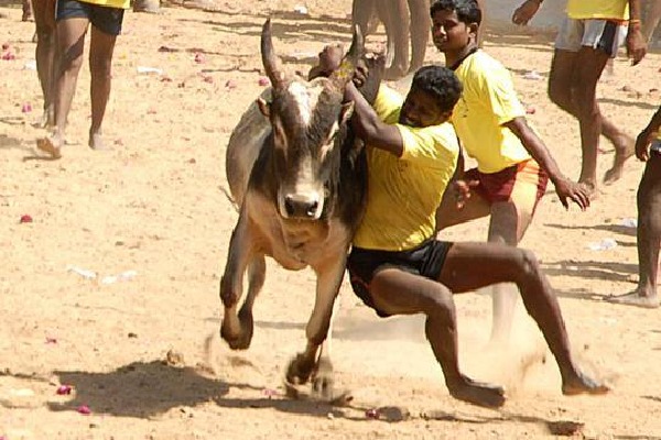 Tamilnadu govt gives nod to Jallikattu