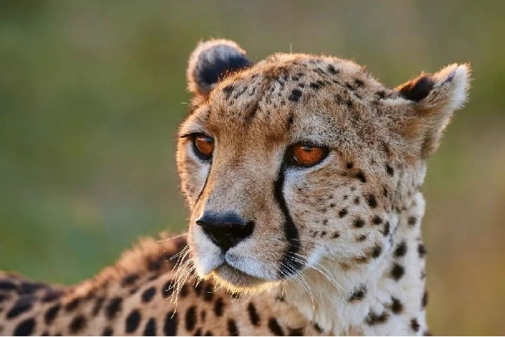 Cheetah Takes Huge Strides To Reach Top Speed Vedio Internet Mesmerised