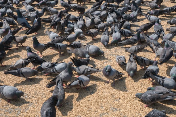 Woman poisoned 35 pigeons for revenge on neighbours 