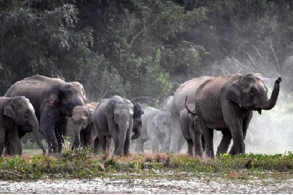 Wild elephants trample tracker to death in Andhra Pradesh