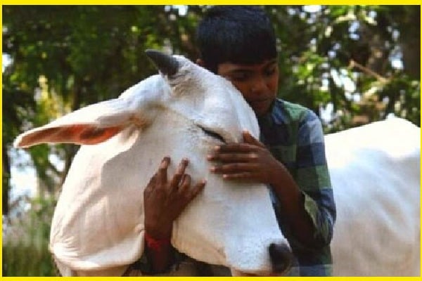 Union Government U Turns on Cow Hug Day