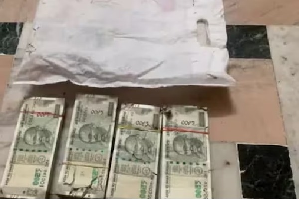 Termites Destroy Currency Notes Worth Rs 215 Lakh In Udaipur PNB