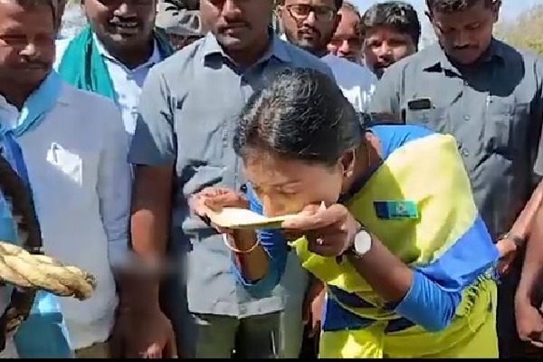 YS Sharmila tastes Thati Kallu