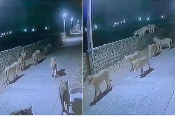 Pride of lions walk down the streets of Gujarat IFS officer shares video Watch