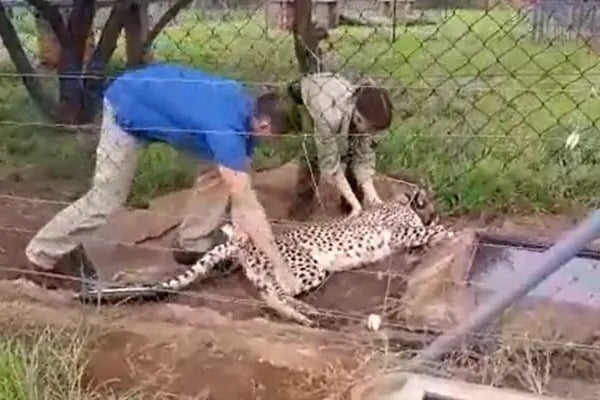 12 Cheetahs From South Africa Reached Madhya Pradesh
