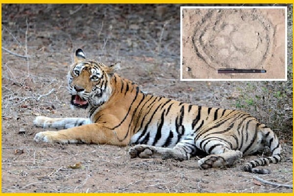 Tiger died after being hit by an electric fence some cooked and ate it