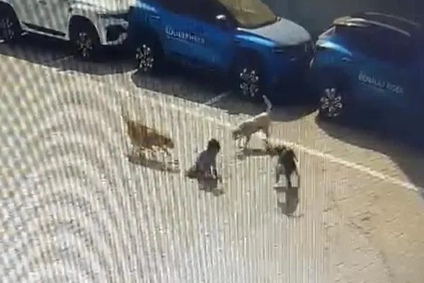 Five year old Boy Dies In Stray Dogs Attack In Hyderabad