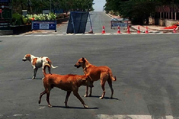Hyderabad has  lakh stray dogs, officials move to check menace