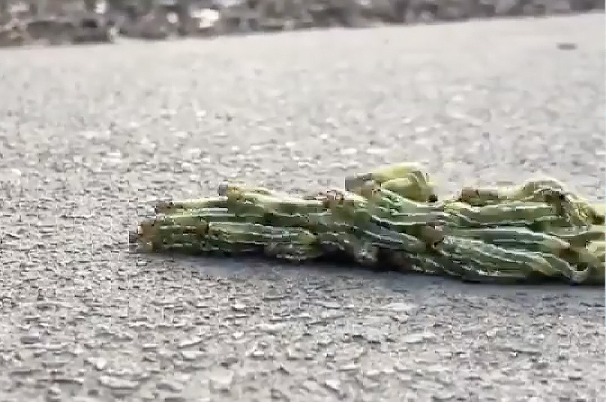 Harsh Goenka shares insightful video of caterpillars to describe what unity means